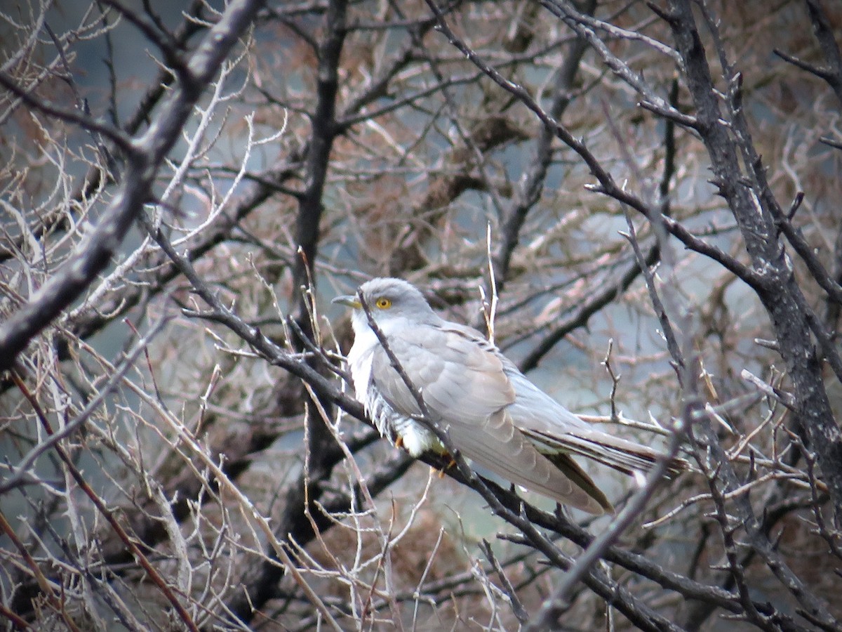 Common Cuckoo - C G E