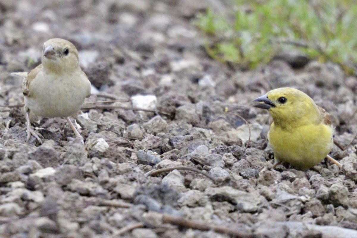 Sudan Golden Sparrow - ML618111728