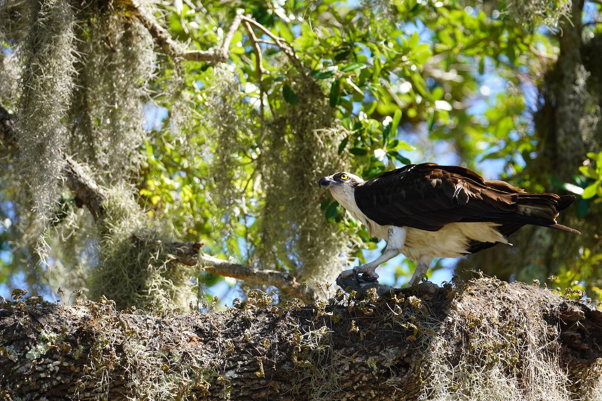 Osprey - ML618111731