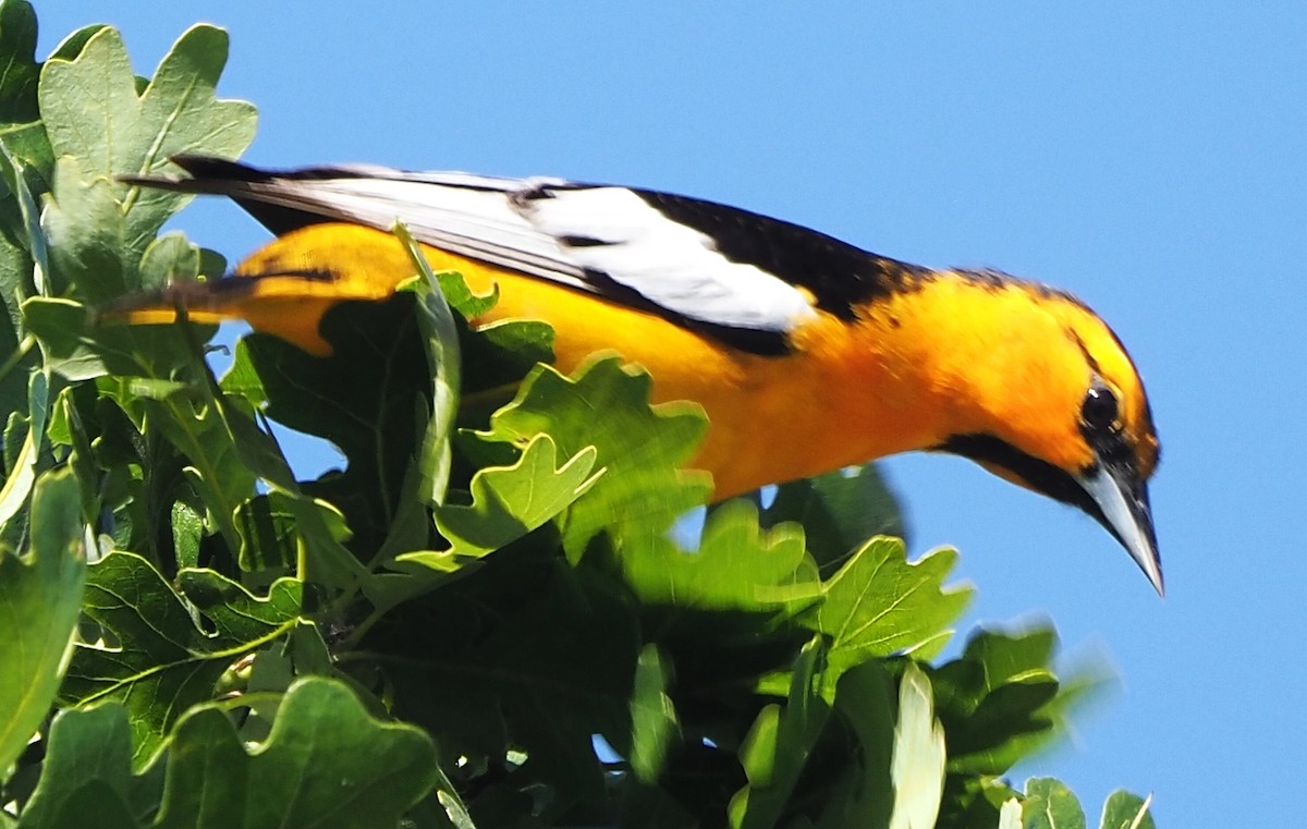 Bullock's Oriole - ML618111758