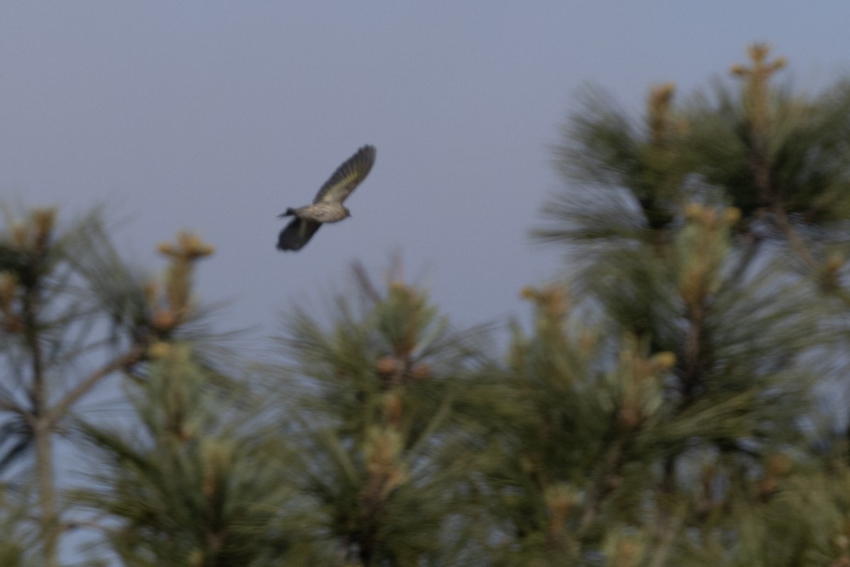 Pine Siskin - Ted Keyel