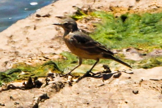 American Pipit - ML618111801