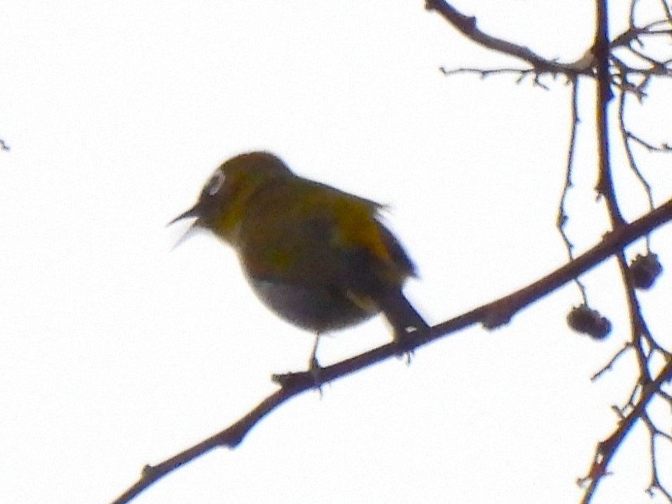 Black-capped White-eye - ML618111803