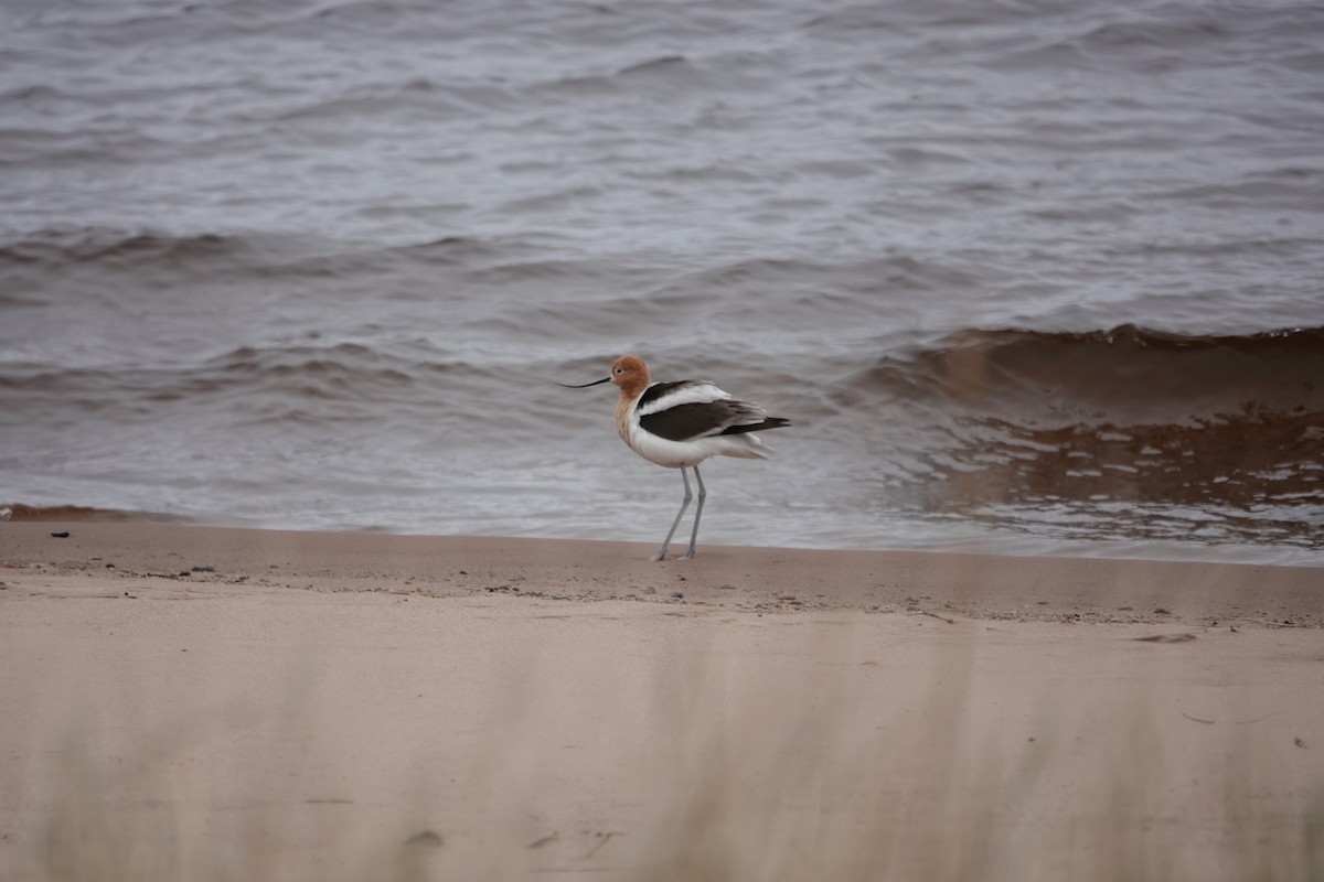 American Avocet - ML618111837