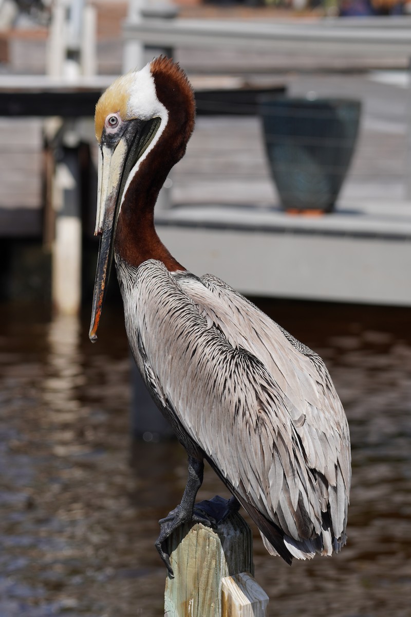 Brown Pelican - Miklos Zoldi