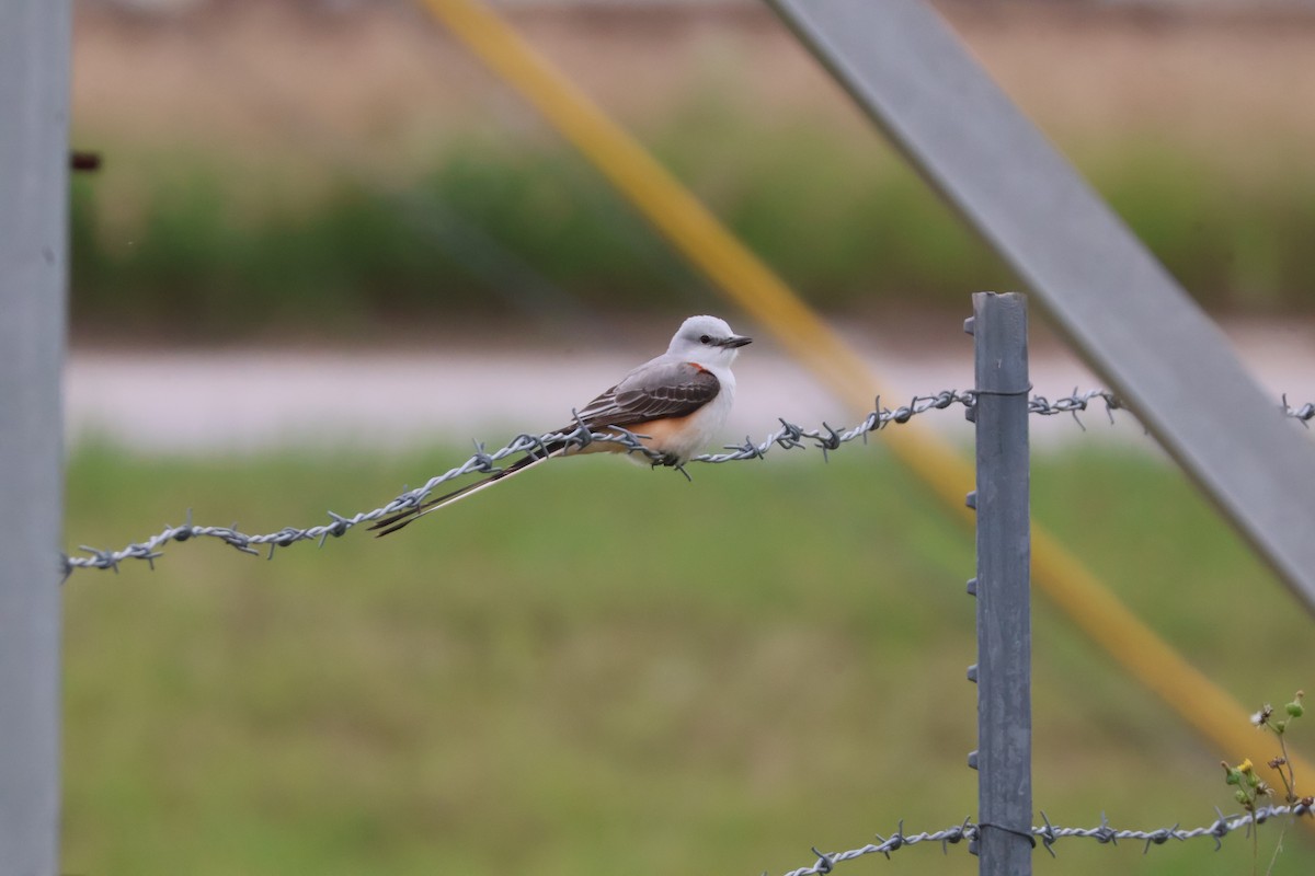 Scissor-tailed Flycatcher - Julia Nadeau Gneckow