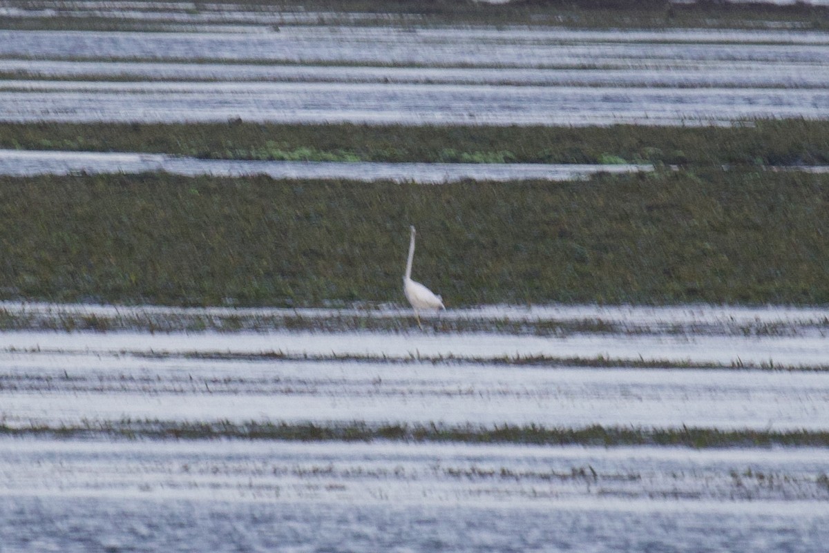 Great Egret - ML618111845