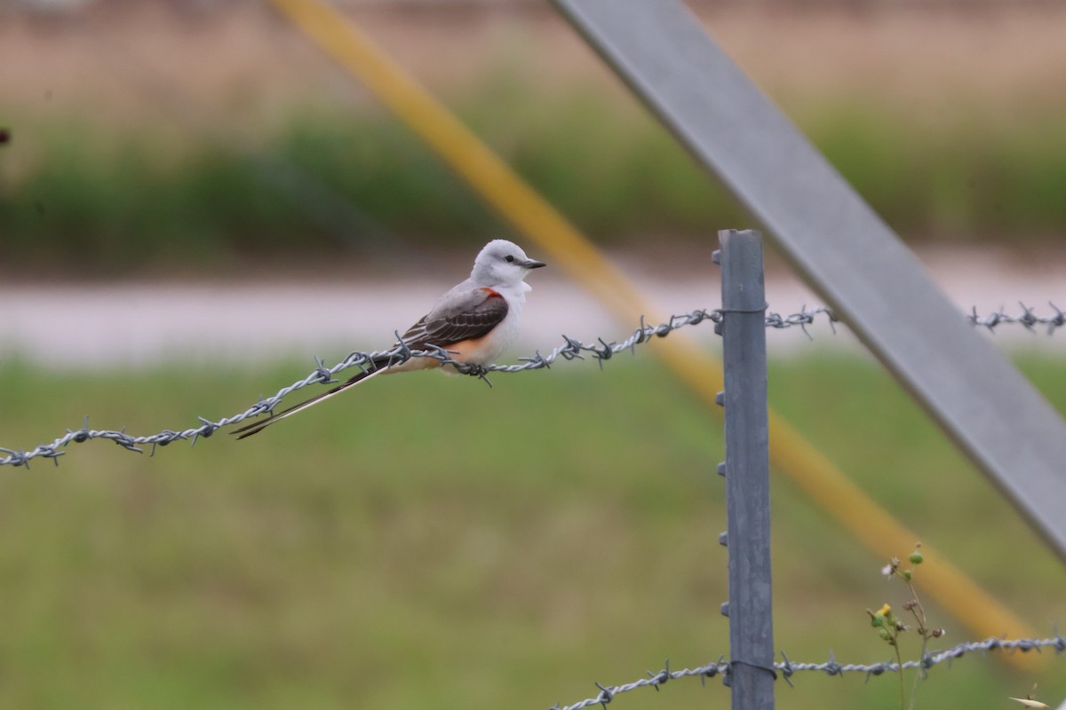 Scissor-tailed Flycatcher - Julia Nadeau Gneckow