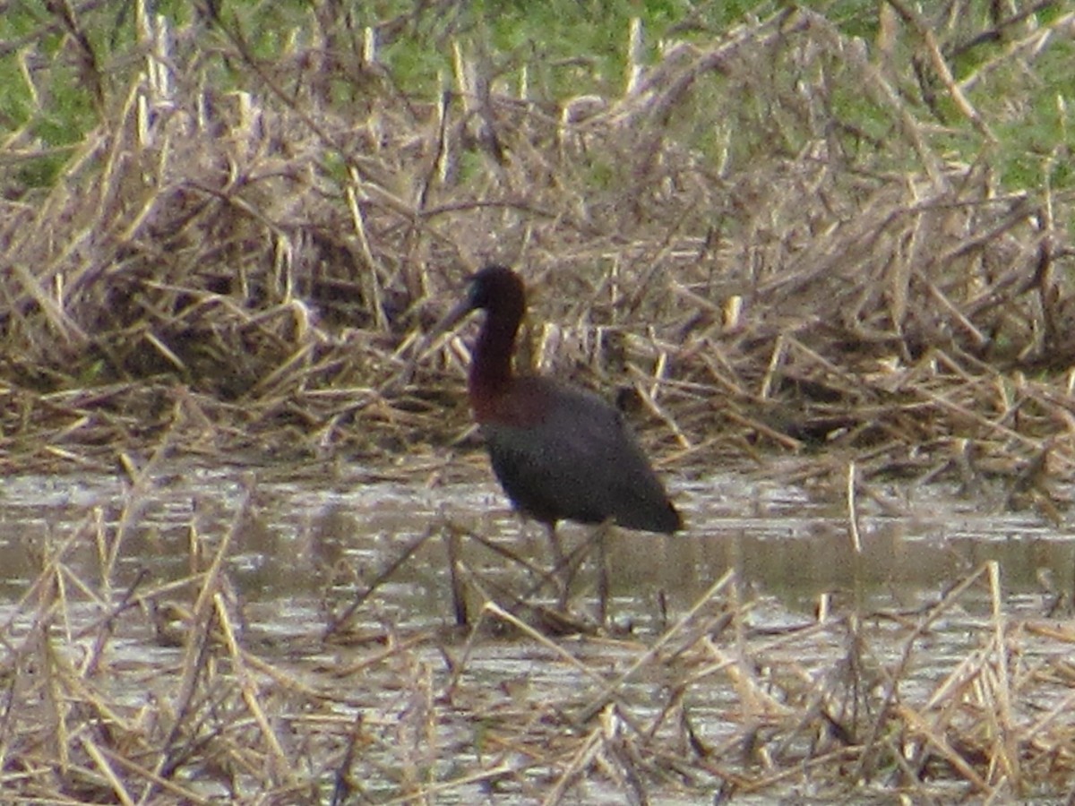 ibis hnědý - ML618111868