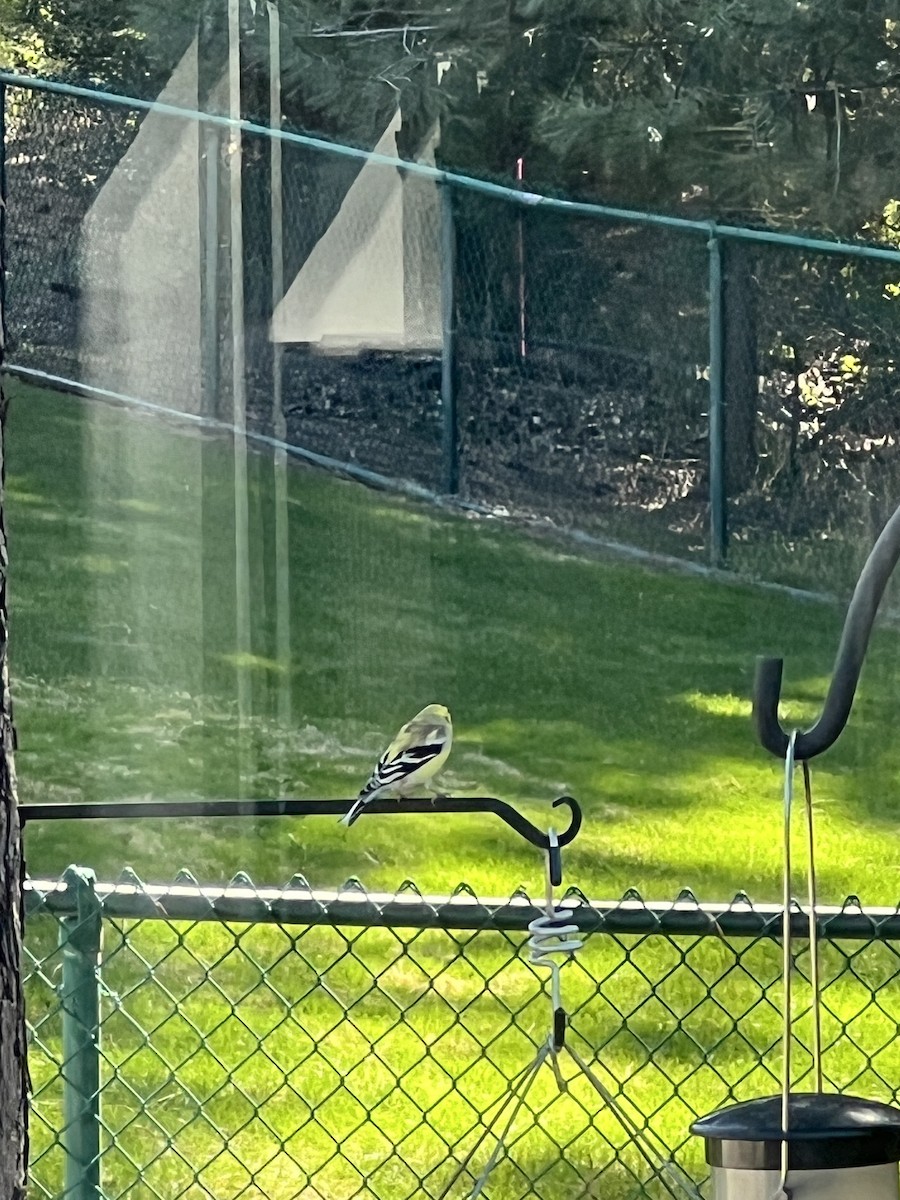 American Goldfinch - Talia Mensik