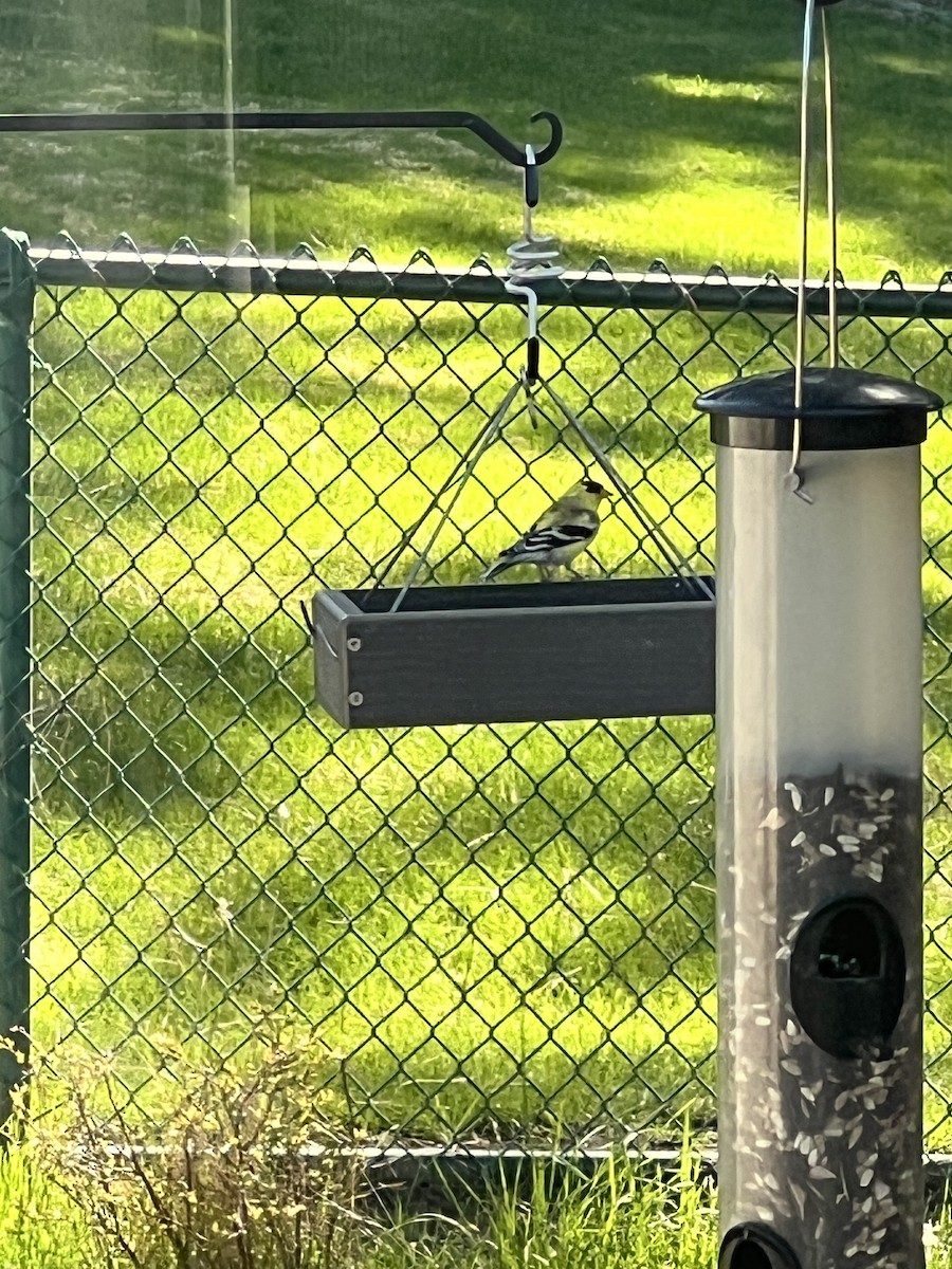 American Goldfinch - Talia Mensik