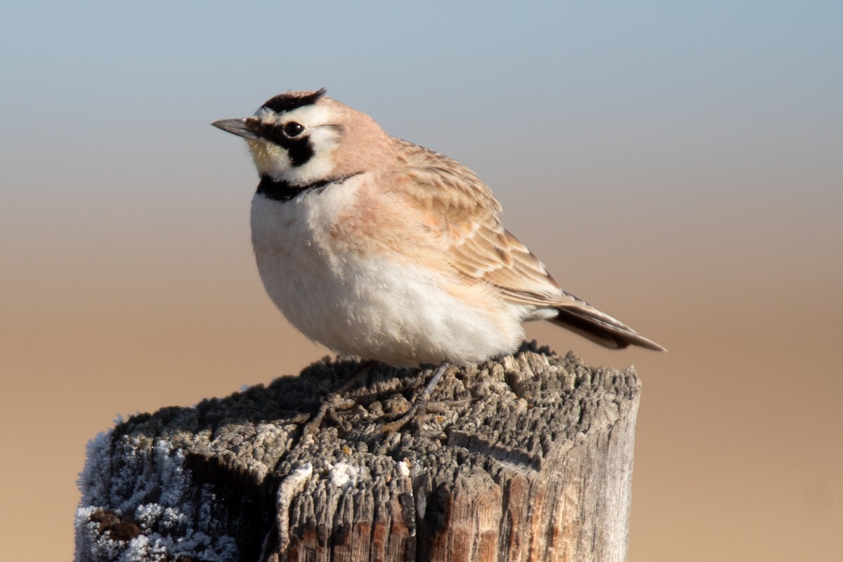 Horned Lark - Rebecca Seago