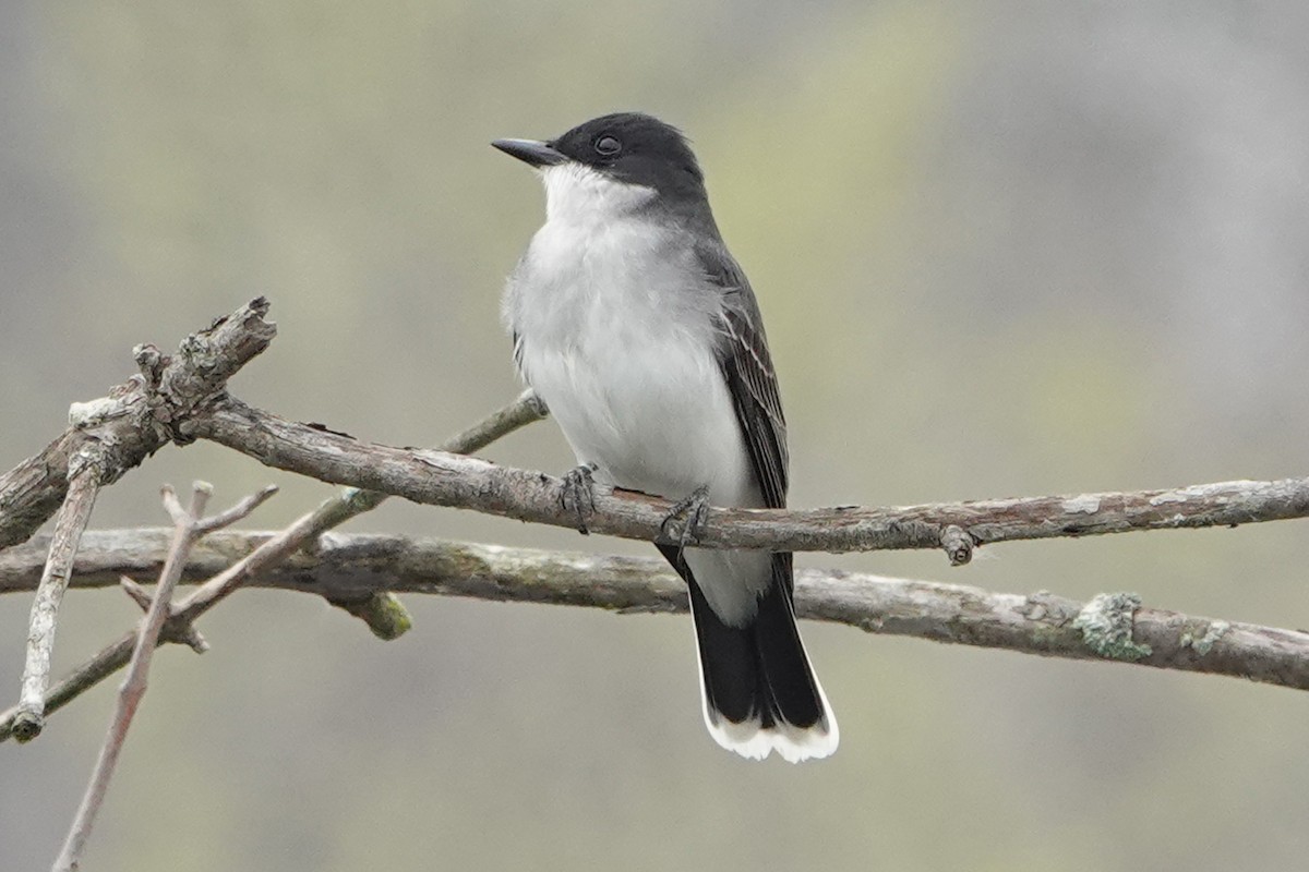 Eastern Kingbird - mc coburn