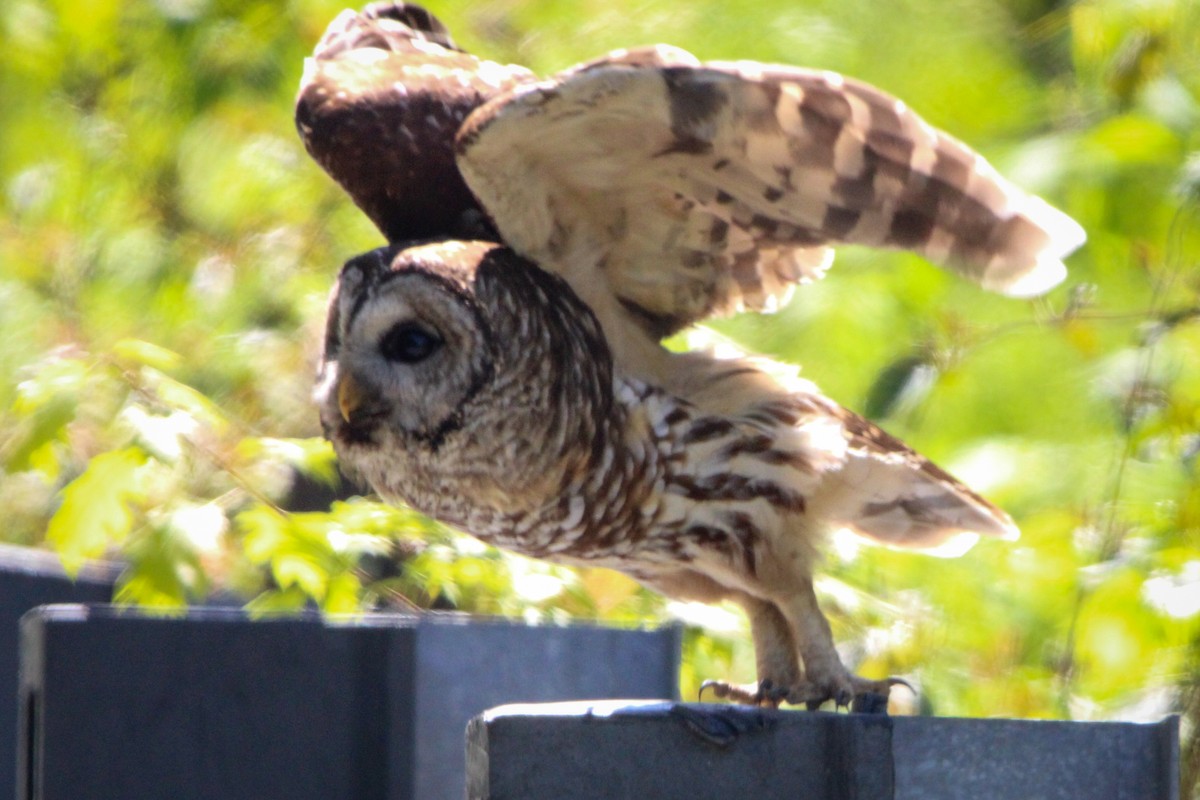 Barred Owl - ML618111912