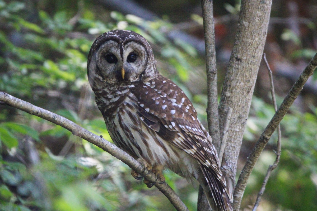 Barred Owl - ML618111916