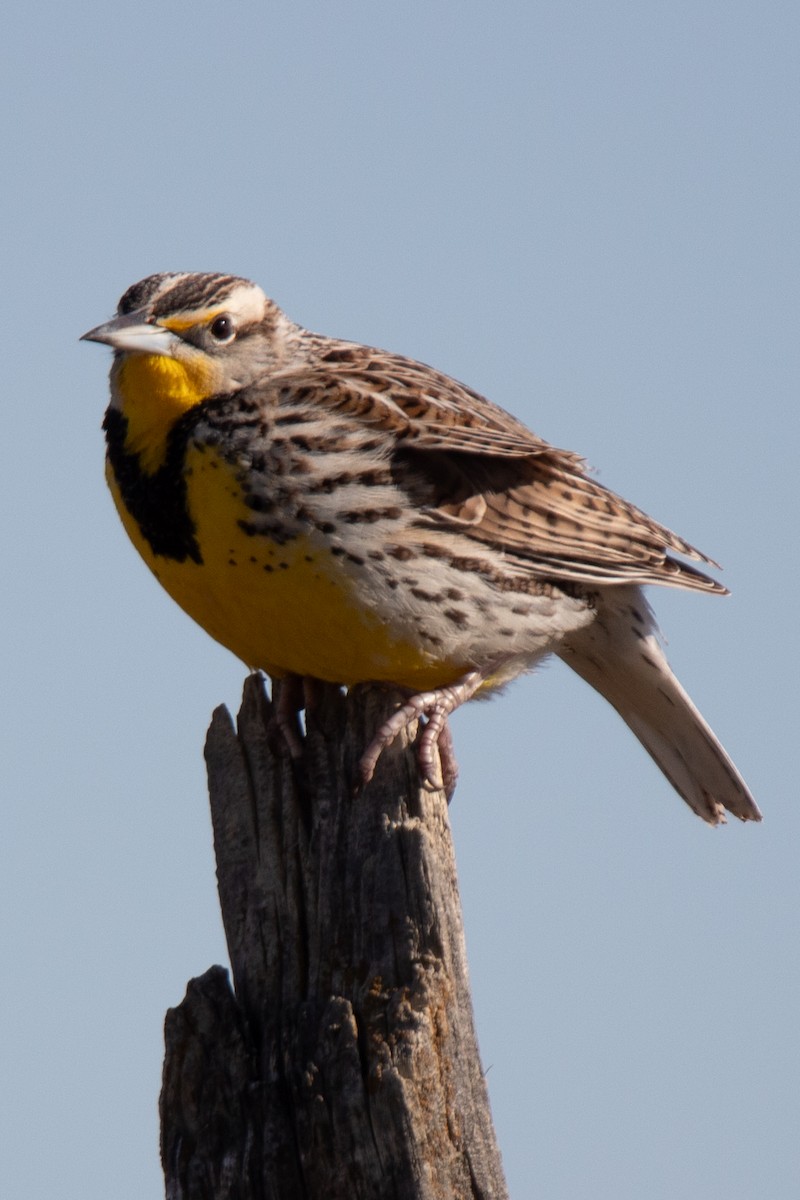 Western Meadowlark - Rebecca Seago