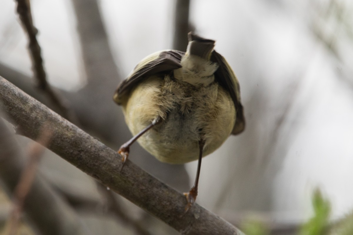 Ruby-crowned Kinglet - ML618111936