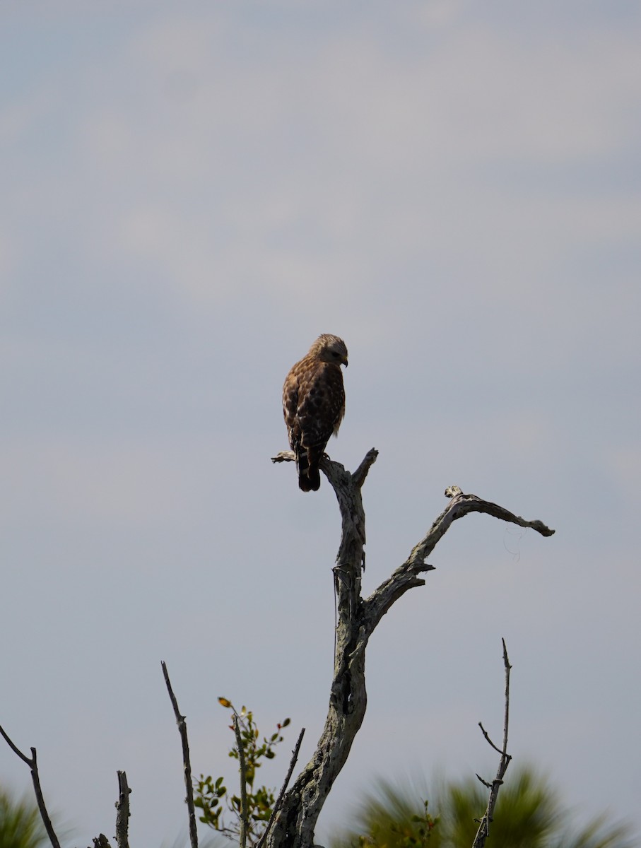 Red-tailed Hawk - ML618111944