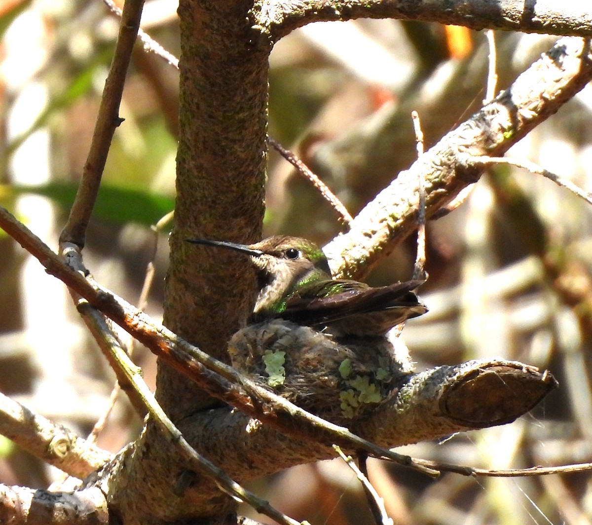 Black-chinned Hummingbird - ML618111946