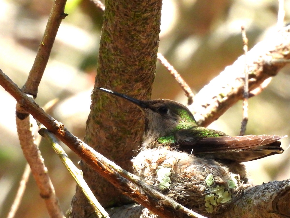 Colibrí Gorjinegro - ML618111970