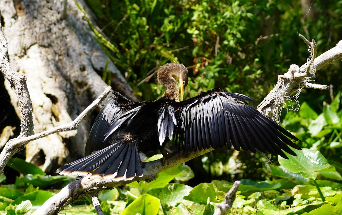 Anhinga - Miklos Zoldi