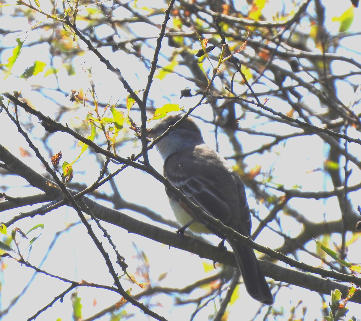 Ash-throated Flycatcher - ML618112014