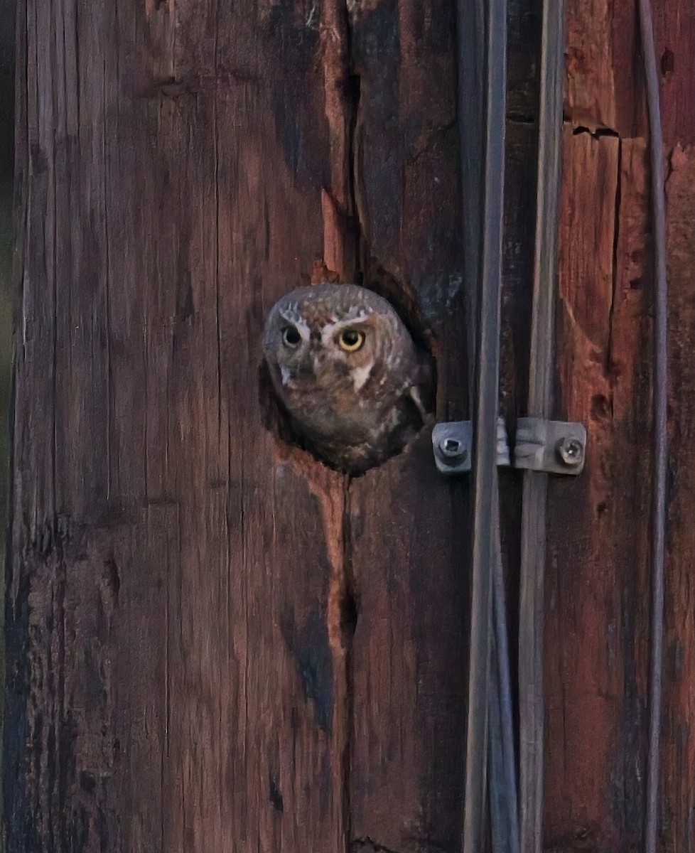 Elf Owl - Robert Oberfelder