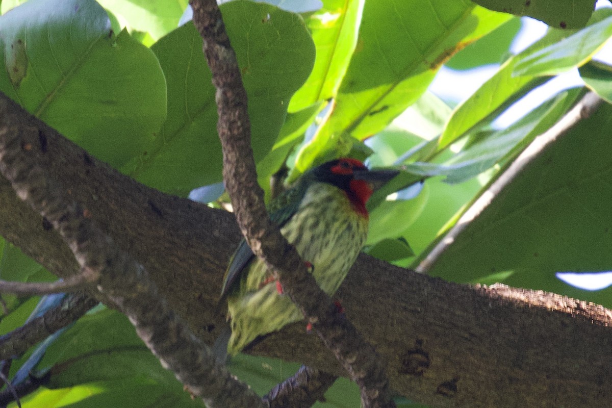 Coppersmith Barbet - ML618112022