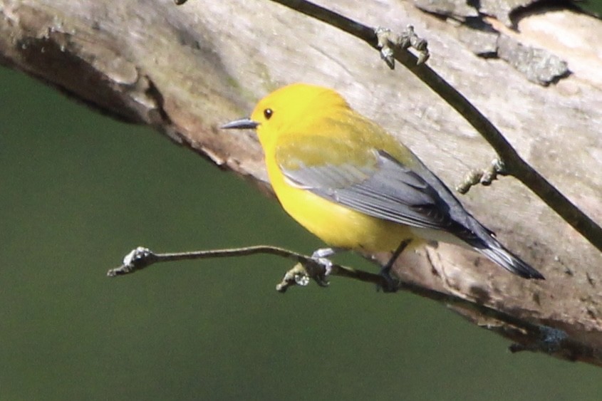 Prothonotary Warbler - ML618112032