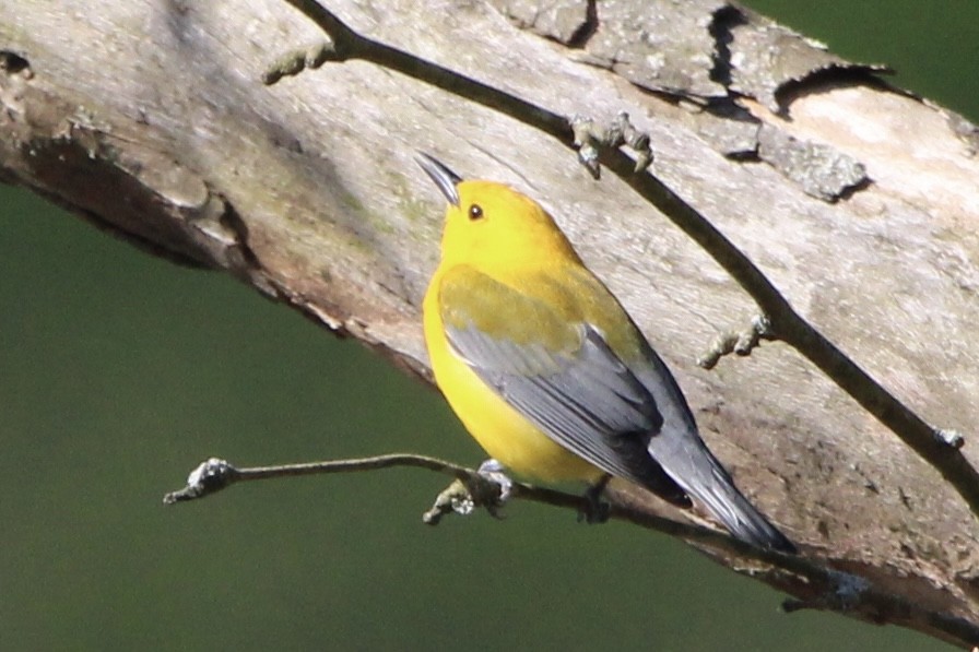 Prothonotary Warbler - ML618112033