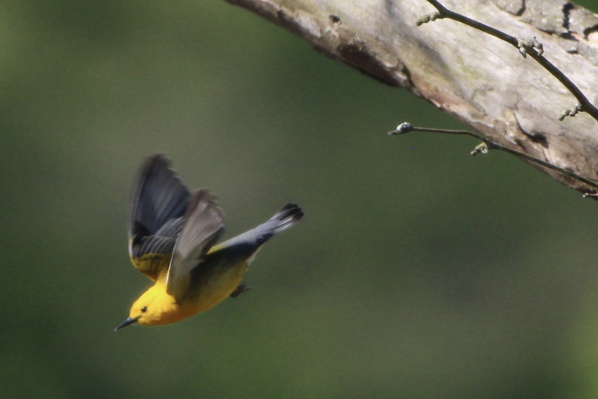 Prothonotary Warbler - ML618112034