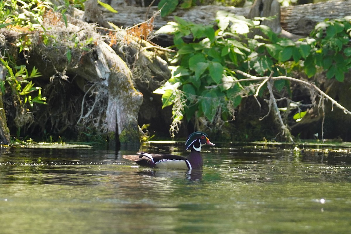Anatra sposa - ML618112036