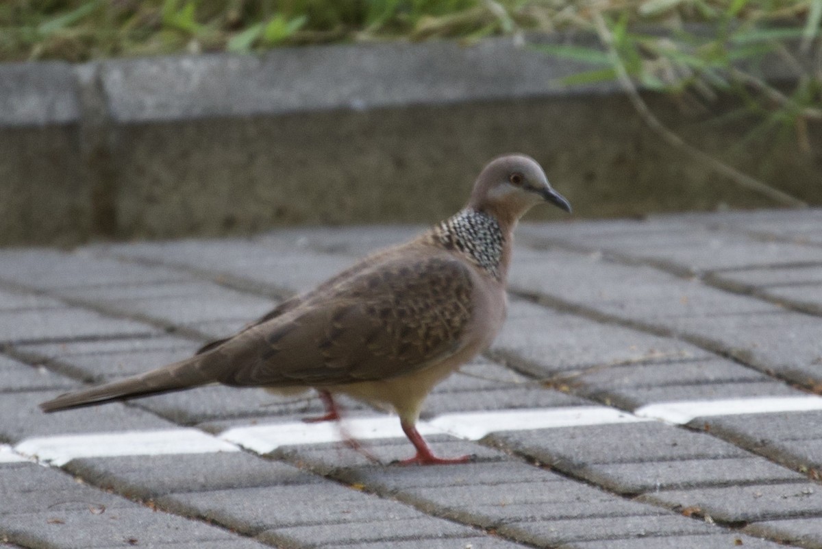 Spotted Dove - ML618112054
