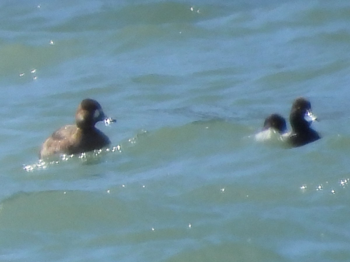 Greater Scaup - Gil Aburto-Avila