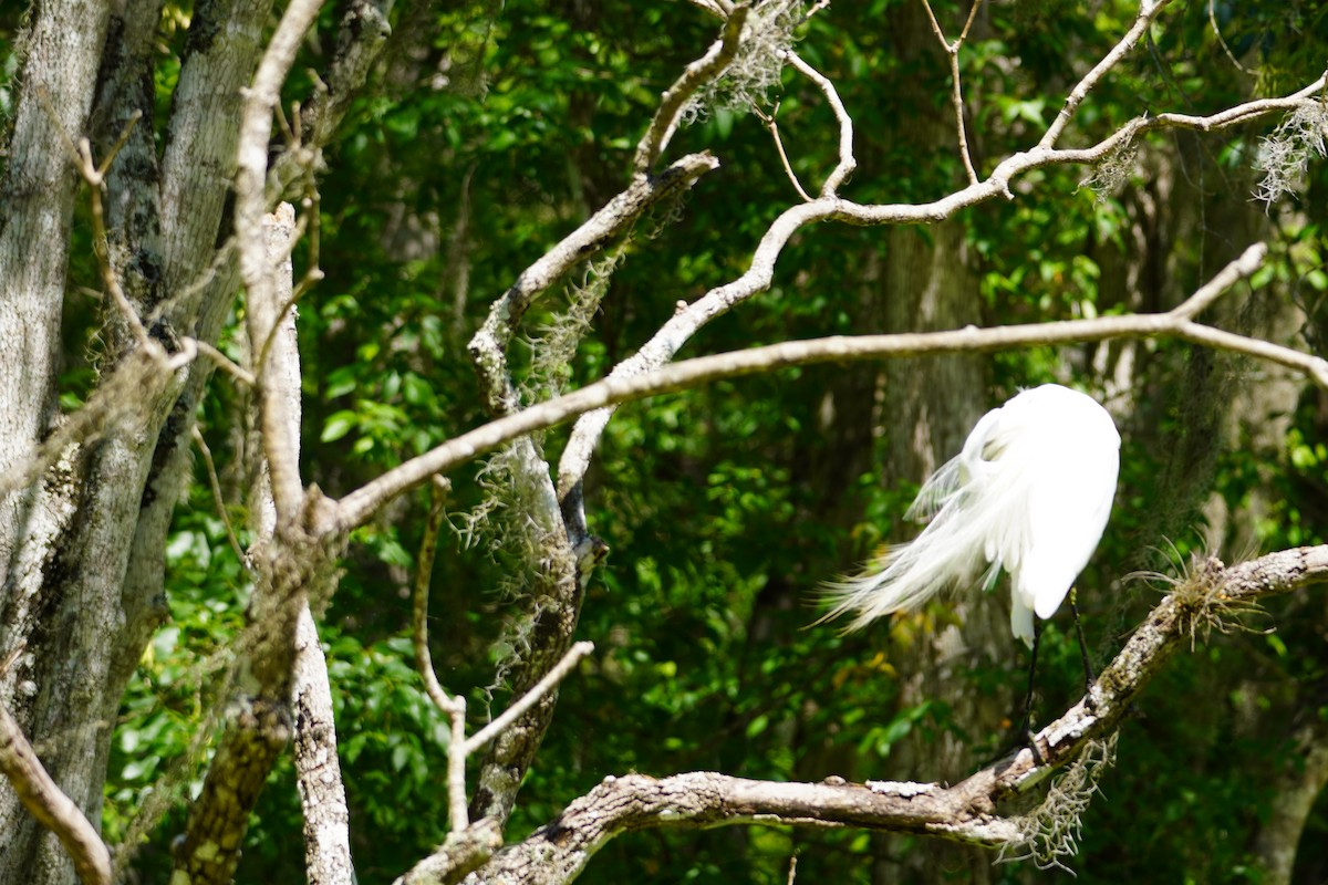 Great Egret - ML618112069