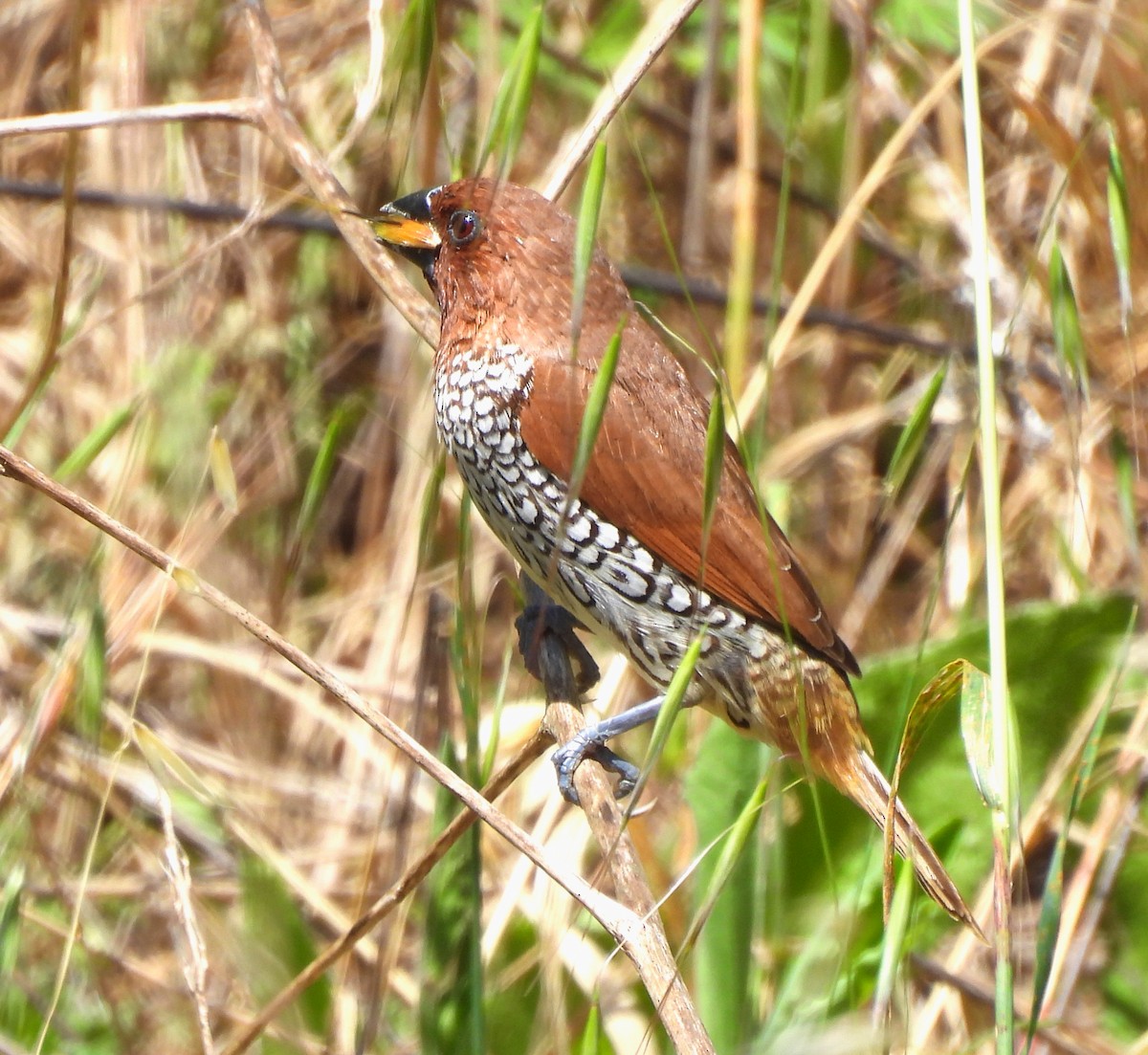 Scaly-breasted Munia - ML618112072