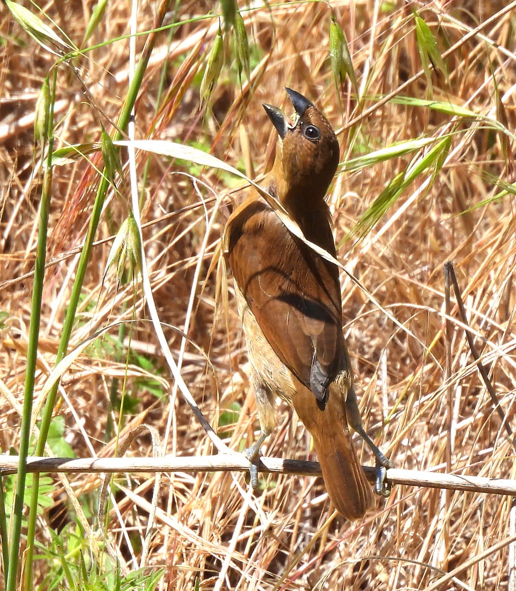 Scaly-breasted Munia - ML618112087