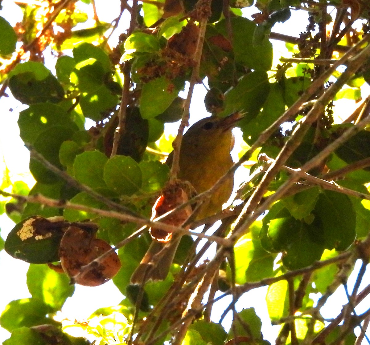 Orange-crowned Warbler - ML618112097