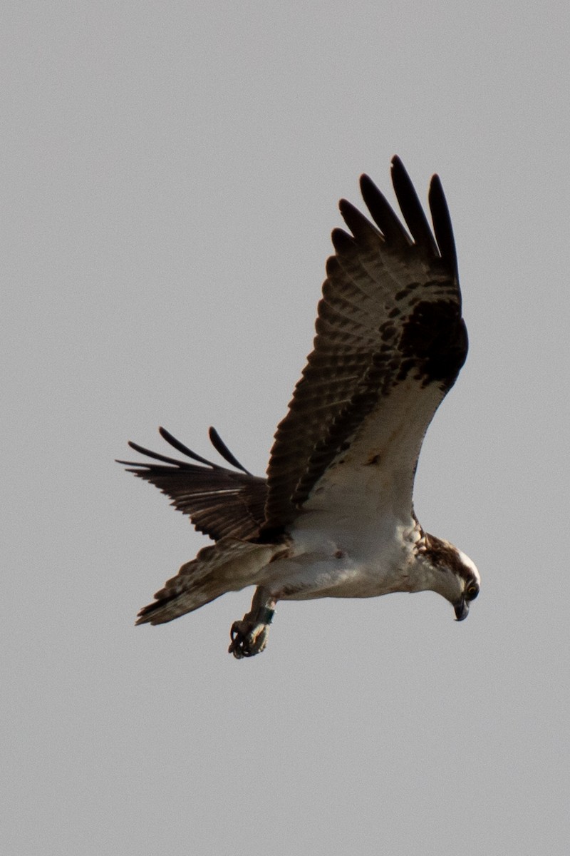 Águila Pescadora - ML618112103