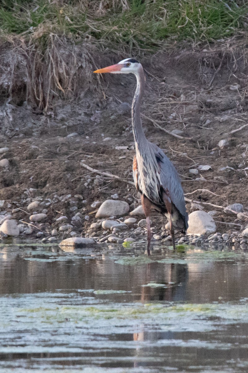 Great Blue Heron - Rebecca Seago