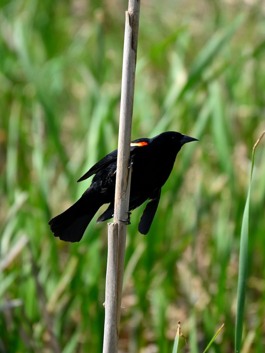 Red-winged Blackbird - Brian Vitunic