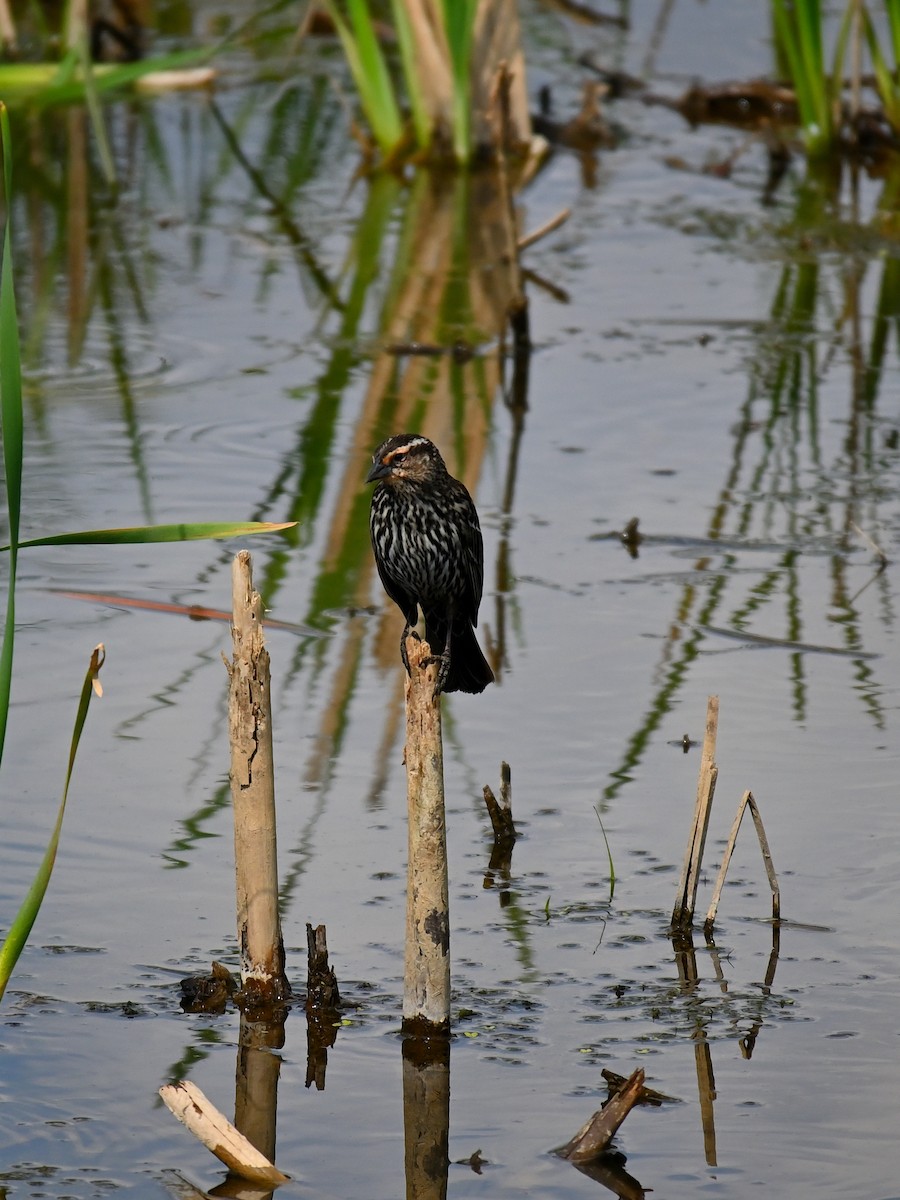 Red-winged Blackbird - Brian Vitunic