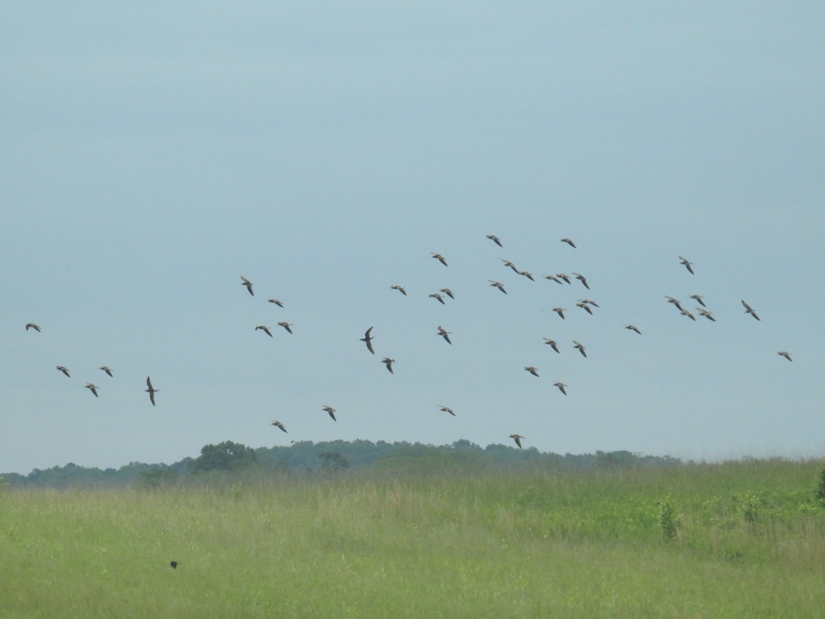 Lesser Yellowlegs - ML618112114