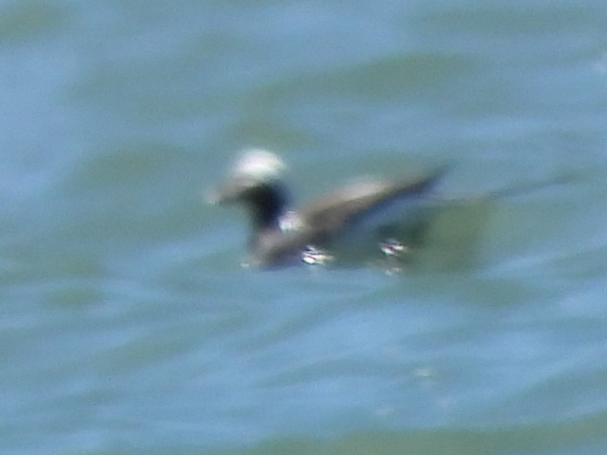 Long-tailed Duck - Gil Aburto-Avila