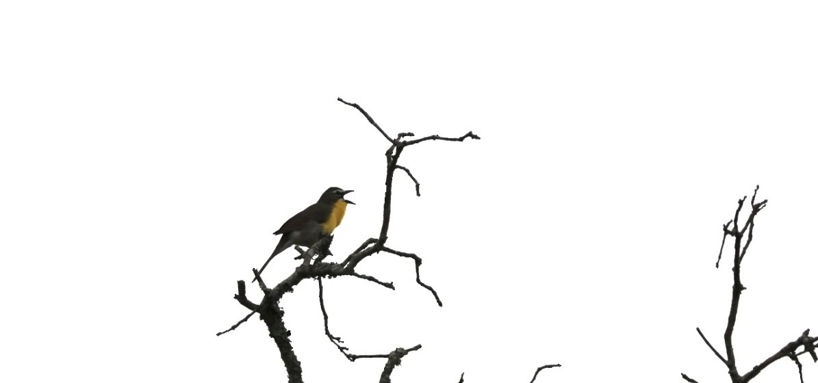 Yellow-breasted Chat - ML618112150