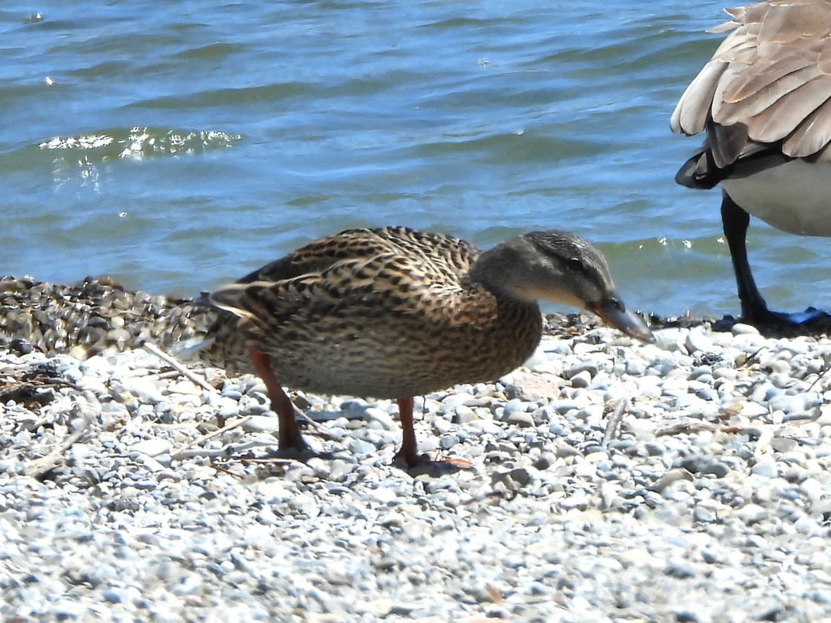 Mallard - Gil Aburto-Avila