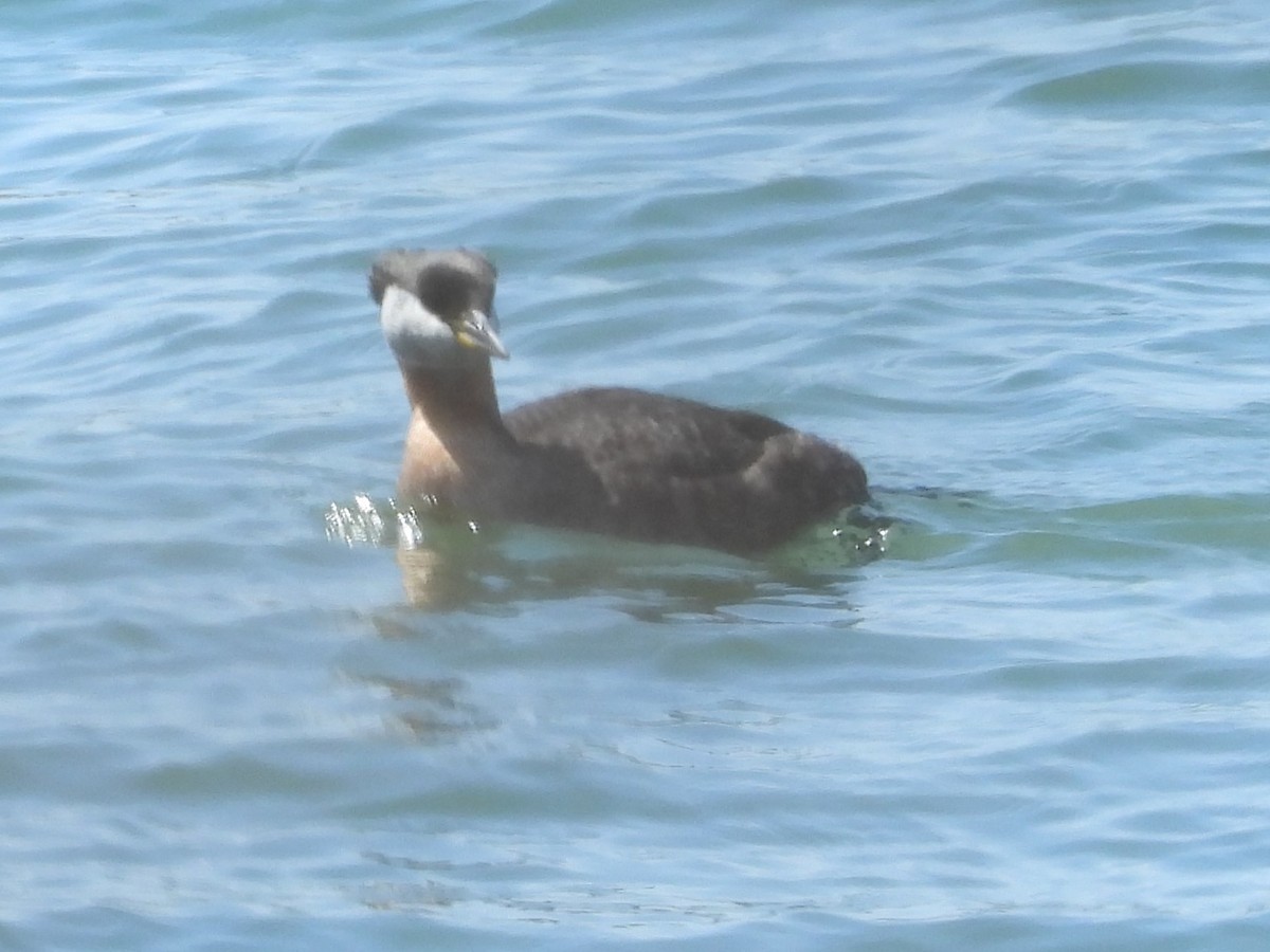 Red-necked Grebe - Gil Aburto-Avila