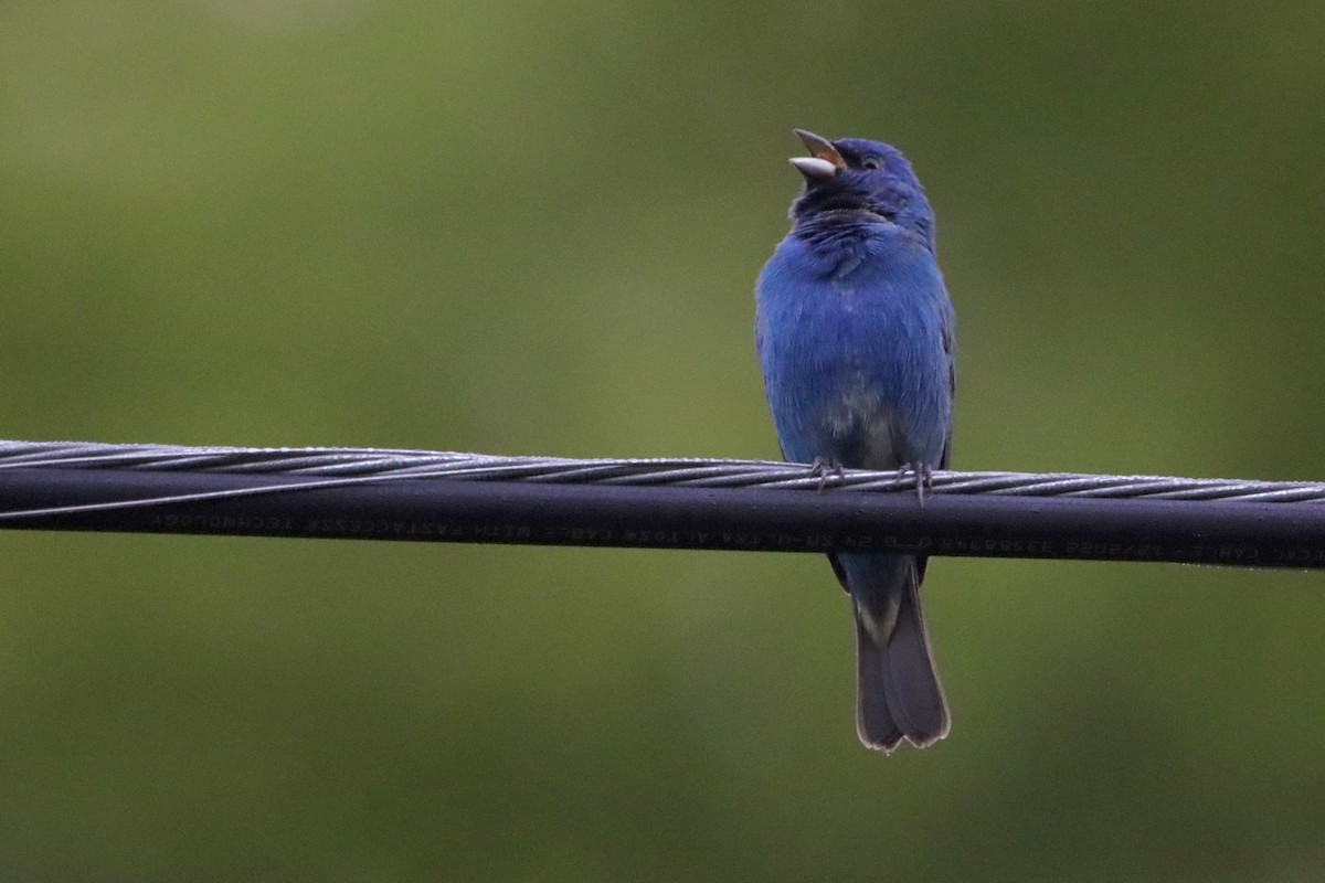 Indigo Bunting - Jo VerMulm