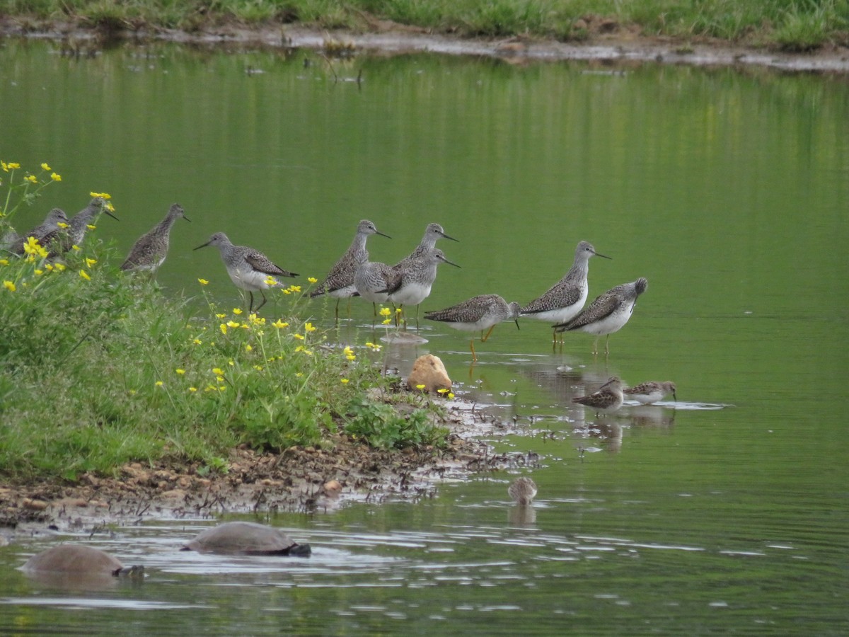 Lesser Yellowlegs - ML618112181