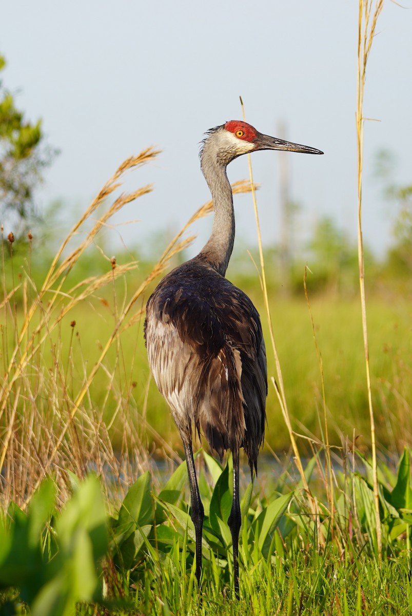 Sandhill Crane - ML618112185
